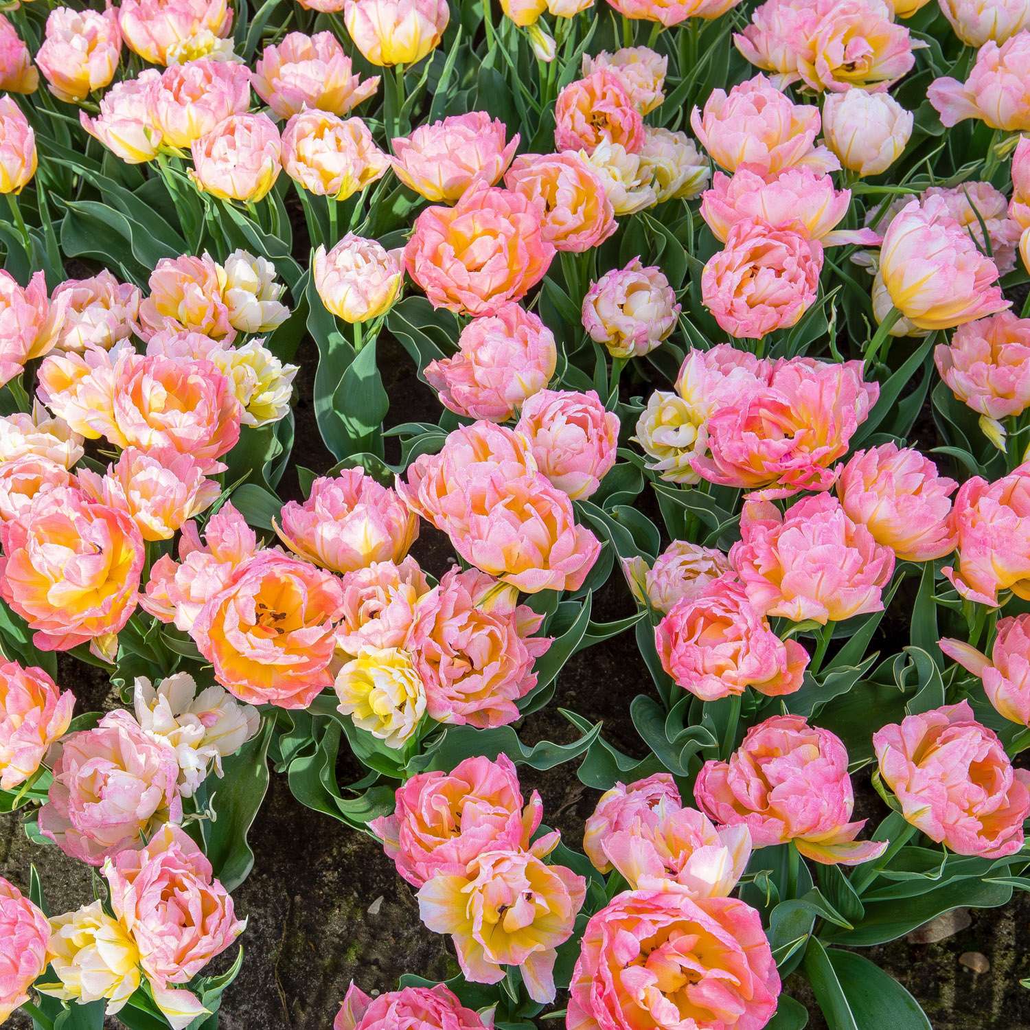 Tulppaani 'Password'